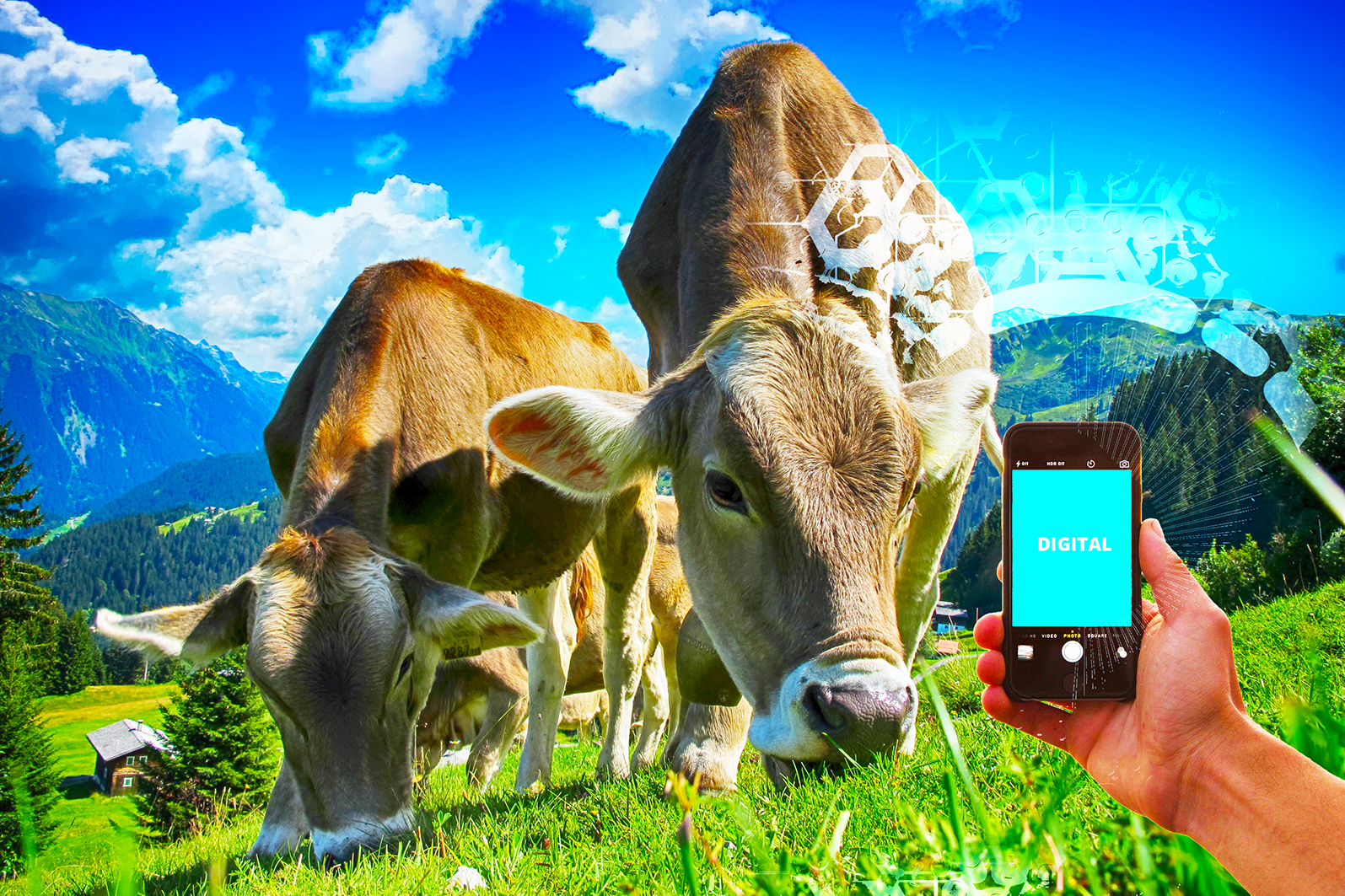 Online-Seminar Innos Digitalisierung Landwirtschaft Kuehe Landwirt Bauer Bild von pixabay-blog